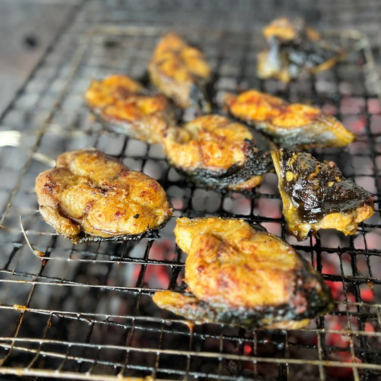 CÁ TẦM 1